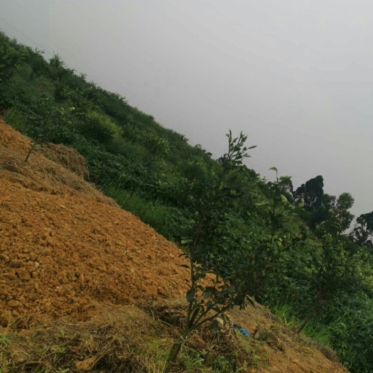 眉山果园 爱媛，明日见，面积40亩左右，交通方便有意联系
