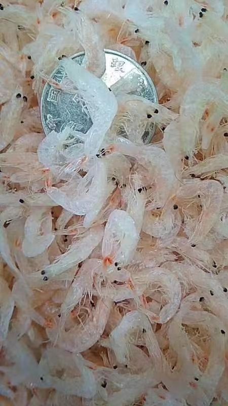 日照虾皮淡干大虾皮无杂质，厂家直销老少皆宜补钙