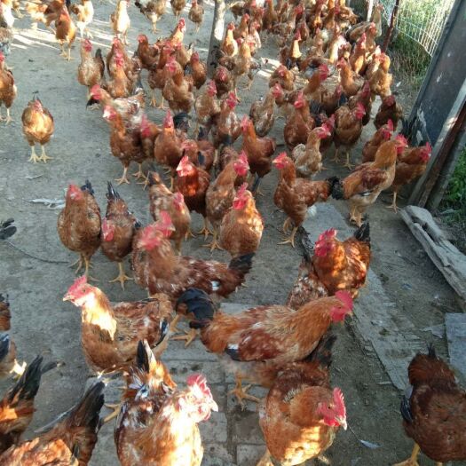 大同金凤凰土鸡 农场自己家养的猪（纯粮食喂养），散养鸡（纯粮食和糖菜）