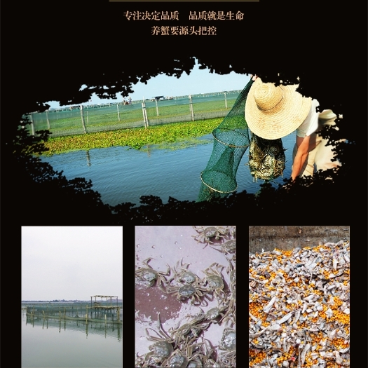 南京固城湖大闸蟹  礼盒装大闸蟹，一件代发！