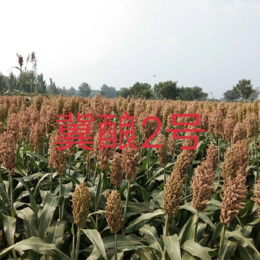 阜城县红高粱  做最专业糯高粱生产基地
