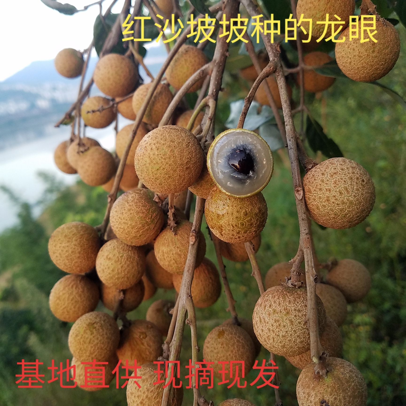 屏山县龙眼  5斤装顺丰包邮红沙坡坡种植的水果能给您不一样的味道。