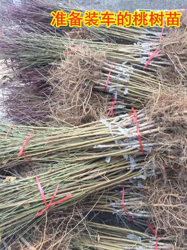  黄蟠桃树苗黄金蟠桃树苗黄蟠11号17号6月8月成熟油蟠桃5月