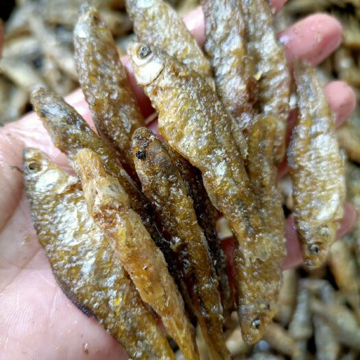 都昌县小麦穗鱼干  小鱼干油炸麦穗鱼嫩子鱼干度好颜色靓无面粉