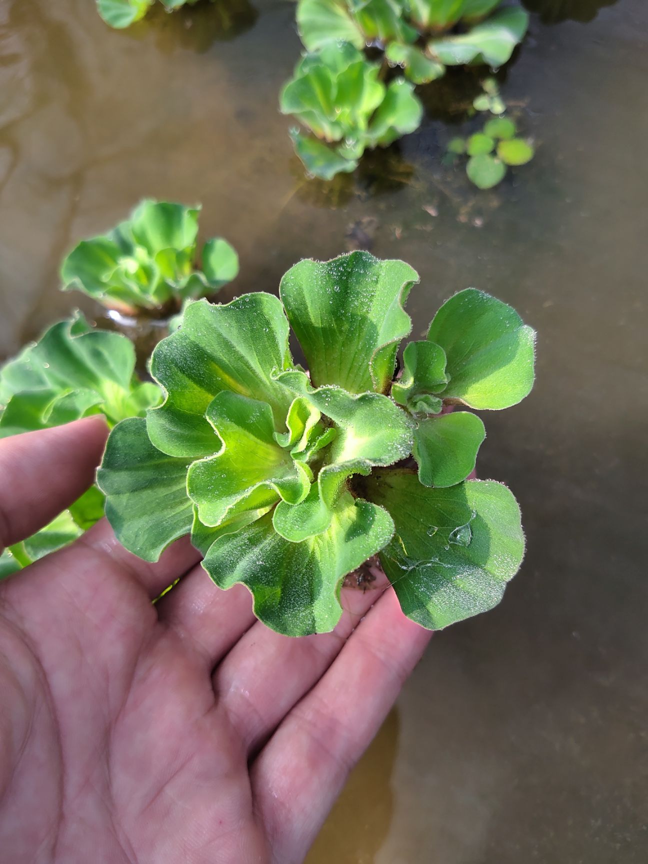 水浮萍 浮萍水生植物花卉 牡丹萍 鱼缸鱼塘水体绿化水池龟缸造景水草