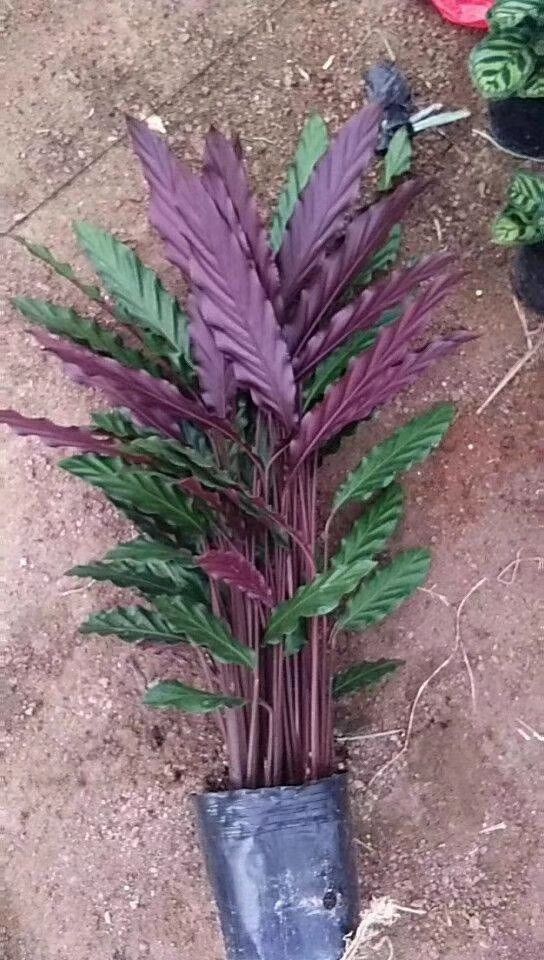 波浪竹芋盆栽  波浪竹芋袋苗多年生草本观叶植物根系发达 净化空气好养活