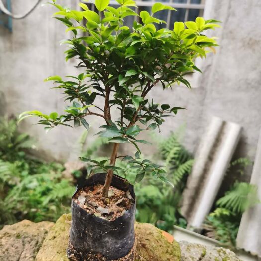 漳州嘉宝果苗 沙巴嘉宝果，产量高，快结果，高20至50cm高.，带营养杯。