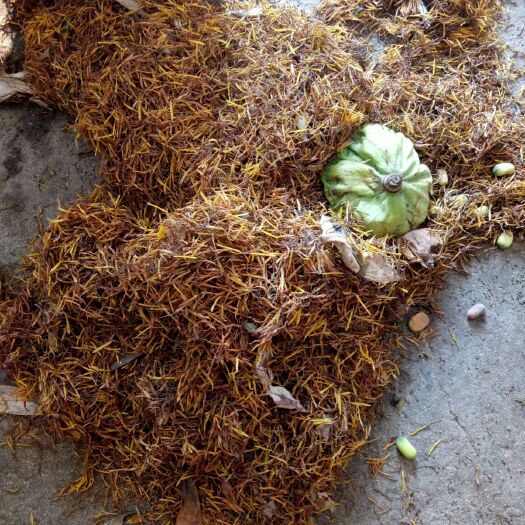 宁都县 新鲜莲须