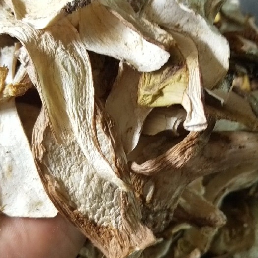 文县美味牛肝菌
