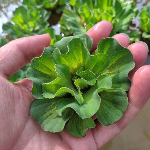 宜黄县水浮萍 浮萍水生植物花卉 牡丹萍 鱼缸鱼塘水体绿化水池龟缸造