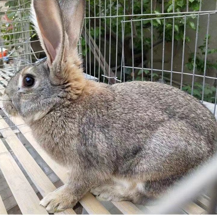 邻水县比利时兔  比利时肉兔苗大型肉兔子活体种兔苗活体，灰兔子比麻兔苗可繁殖