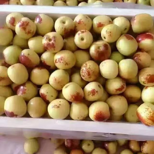 大荔县大荔冬枣 优质冬枣