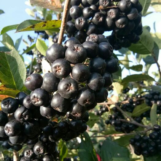 清原县黑果花楸  纯自然成熟，剂。价格合理，可上门采摘