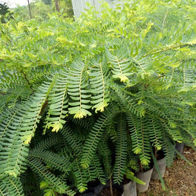 余甘果苗  新品种特大甜油甘果苗 水果树苗 余甘子四季二季开花二季结果包