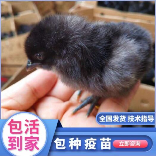 福州正宗绿壳鸡苗