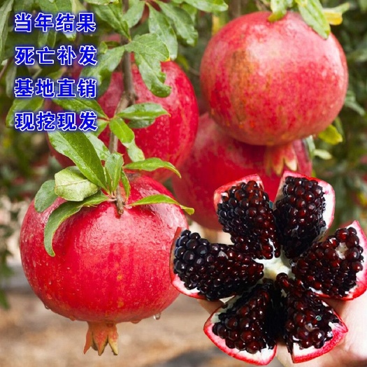 黑籽石榴树苗  现挖保湿发货 口感好产量高 全国包邮