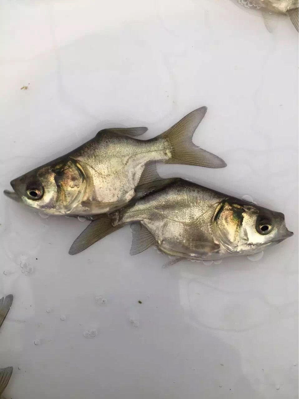 缩骨大头鱼苗  精心挑选  运输保存活