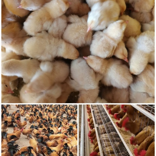 南宁三黄鸡苗  黄土鸡苗。做好疫苗。