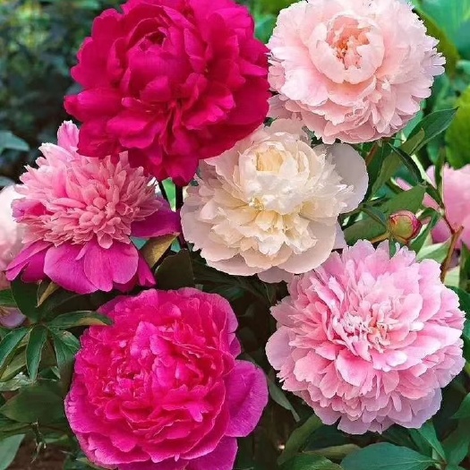 菏泽美丽芍药，菏泽观赏美丽芍药，多层花，几十个品种，保成活