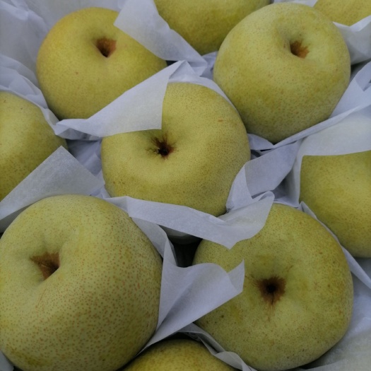 砀山县 砀山酥梨，