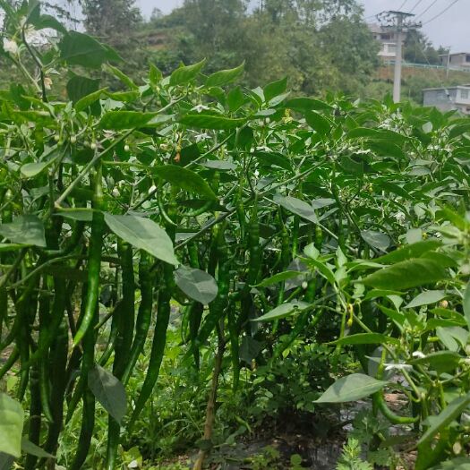 纳雍县美人椒  贵州高山辣椒，天然无公害，香辣可口