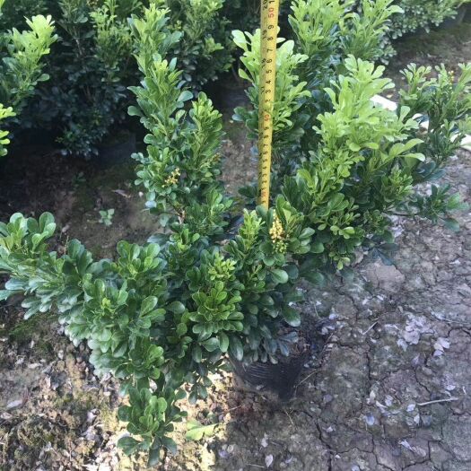普宁市米兰袋苗根系发达为 花期长易管理工程常用地被苗多分枝