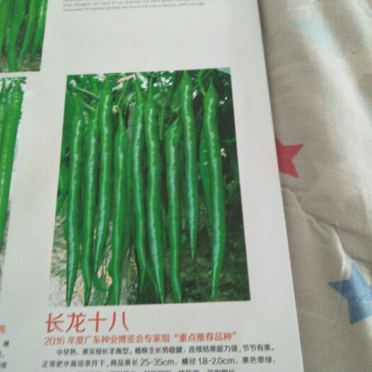 宿州线椒苗 徐记菜苗，诚信合作质量儿第种子已脱毒