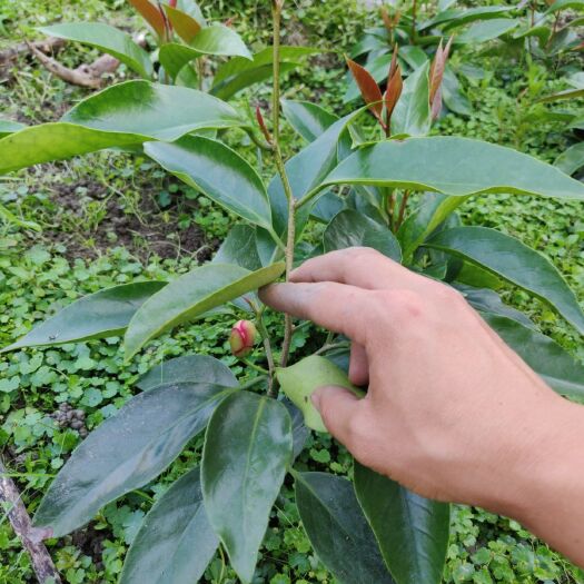 全州县黑老虎苗  黑老虎布福娜一年生小苗，粉红一号等品种齐全 技术团队现场指导