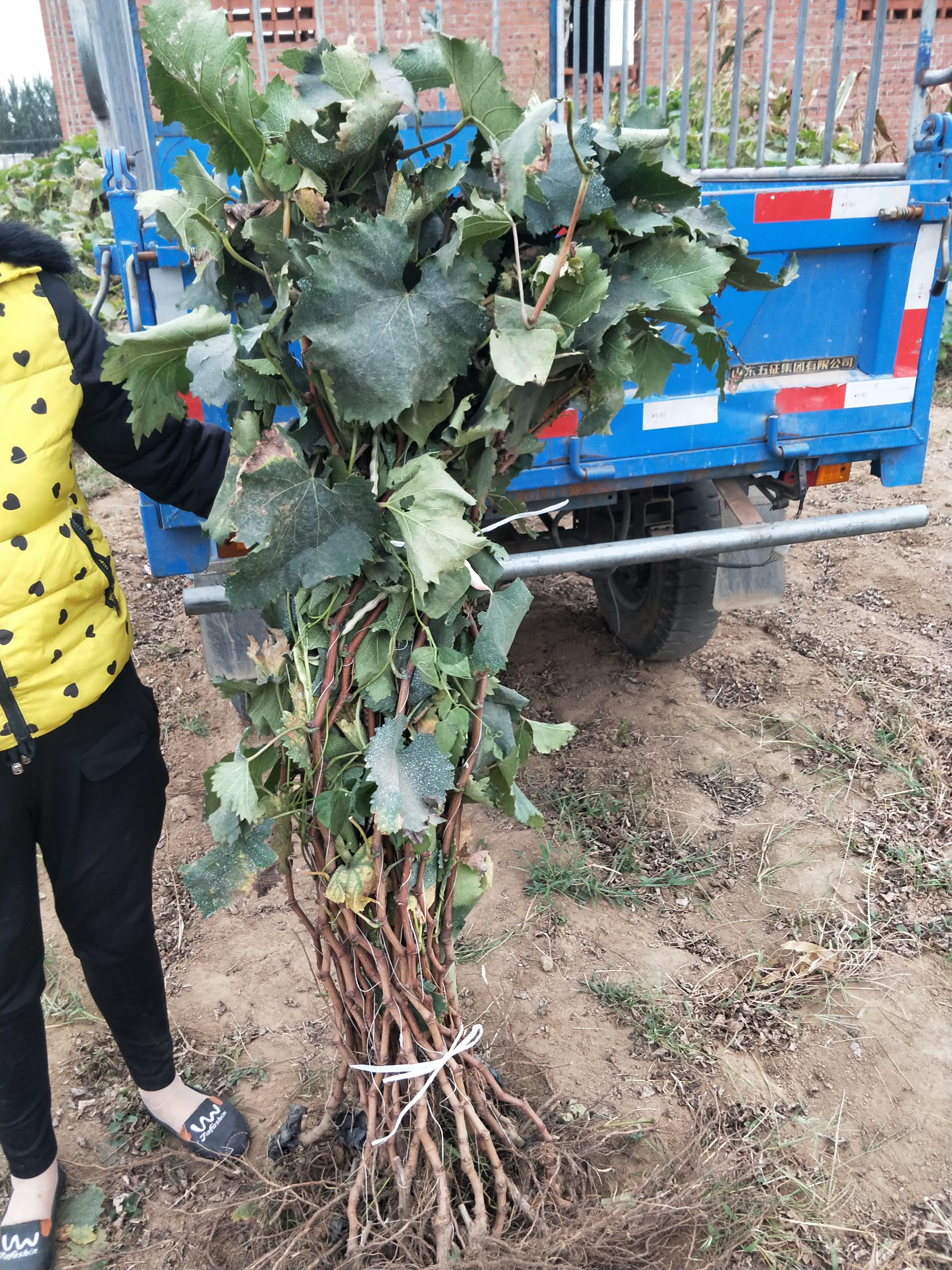 巨峰葡萄苗2年生掛果苗