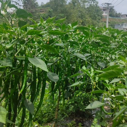 纳雍县艳红辣椒  贵州高原辣椒，香辣可口