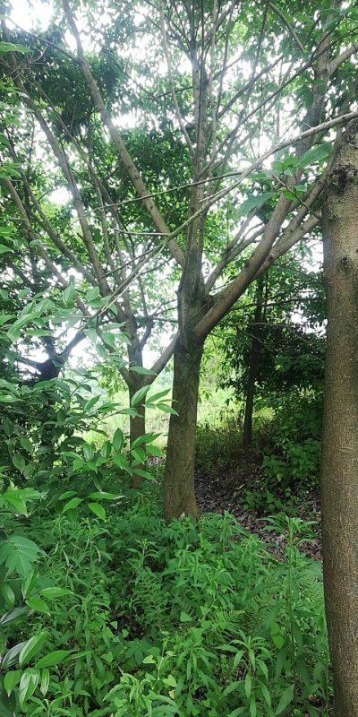 黄葛树  大叶榕   黄葛榕   3-40公分。基地直发。