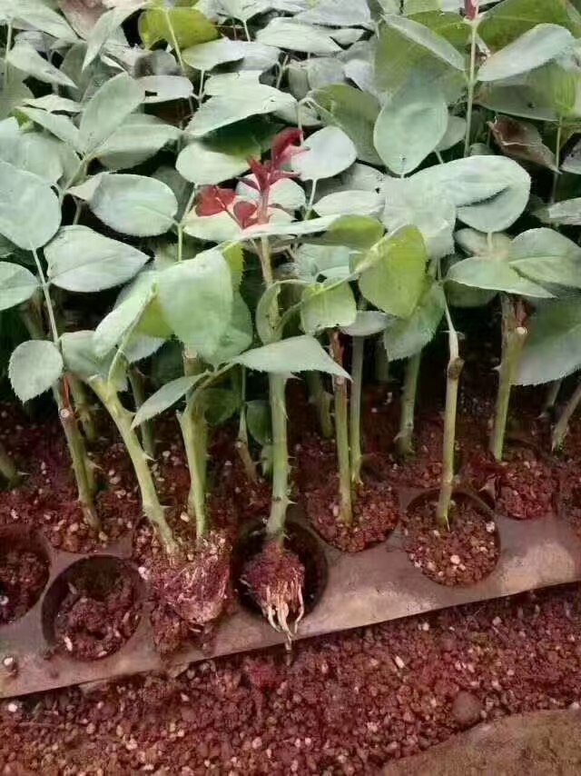 玫瑰苗  蝴蝶，花型非常漂亮，成活率高，