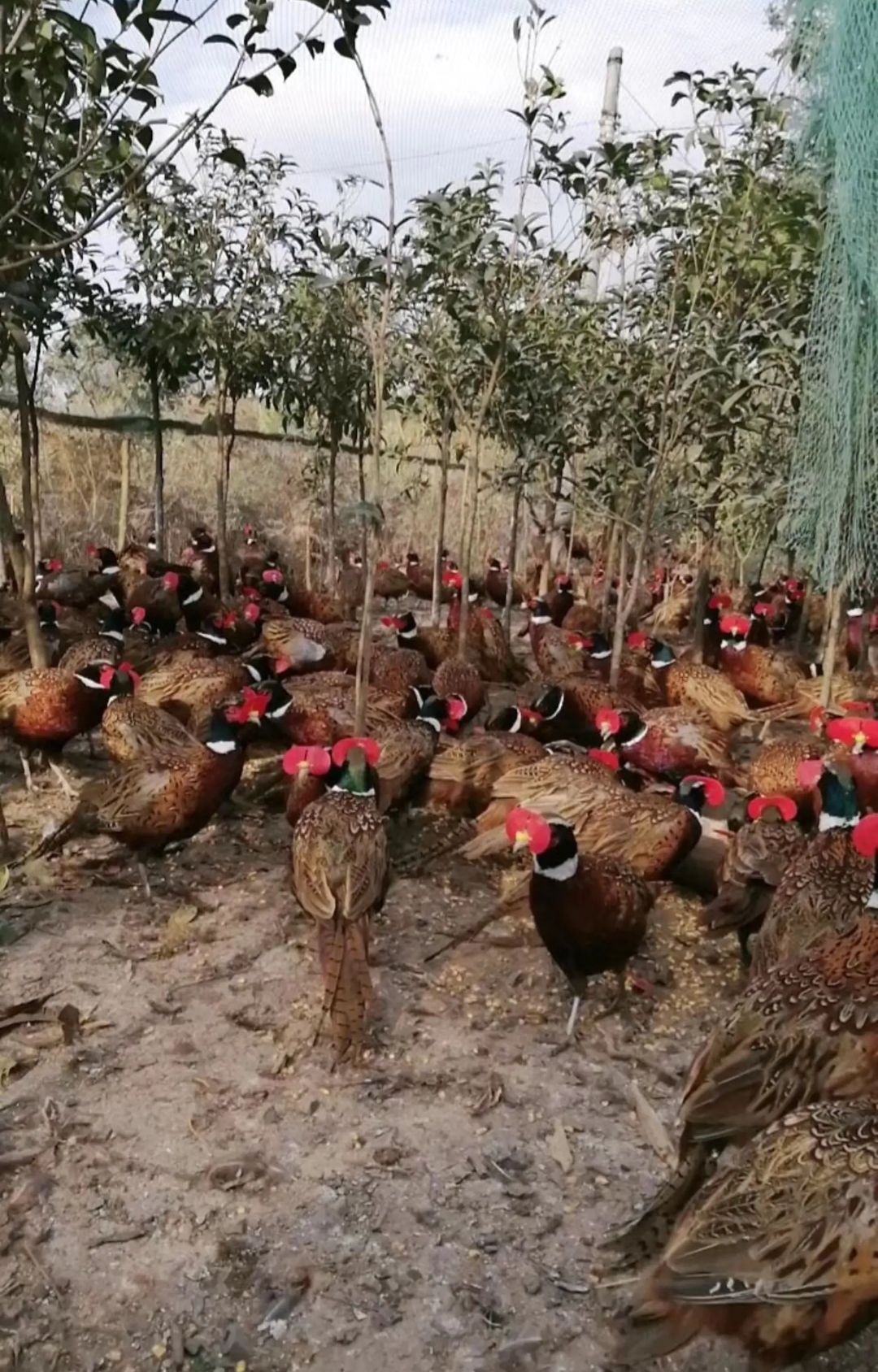 人工农家散养殖绿色生态放 山鸡 种鸡 七彩山鸡