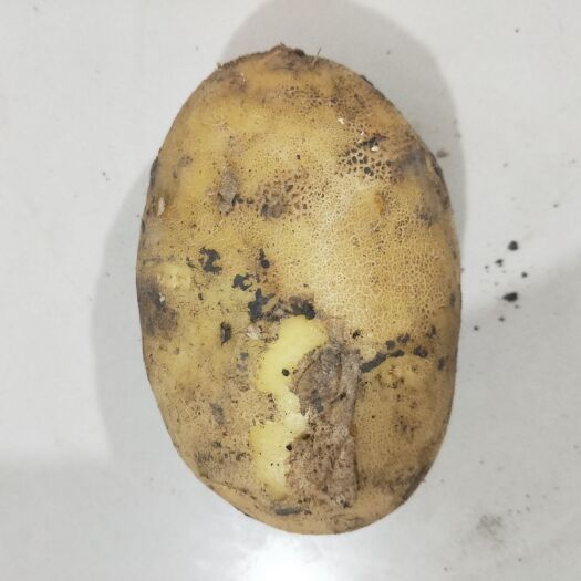 哈尔滨牛津885  皮毛好，个头板正