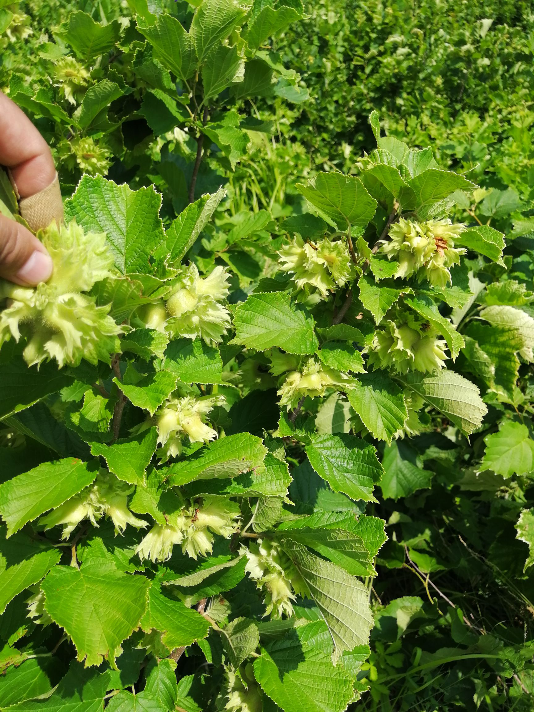  内蒙古自家包山榛子一手货源，不是种植纯土生榛子