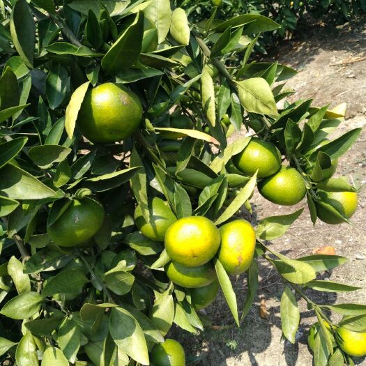 大分蜜桔 太湖蜜桔