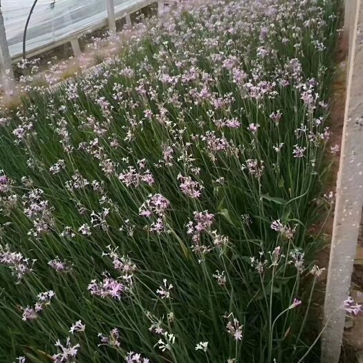 青州市 紫娇花