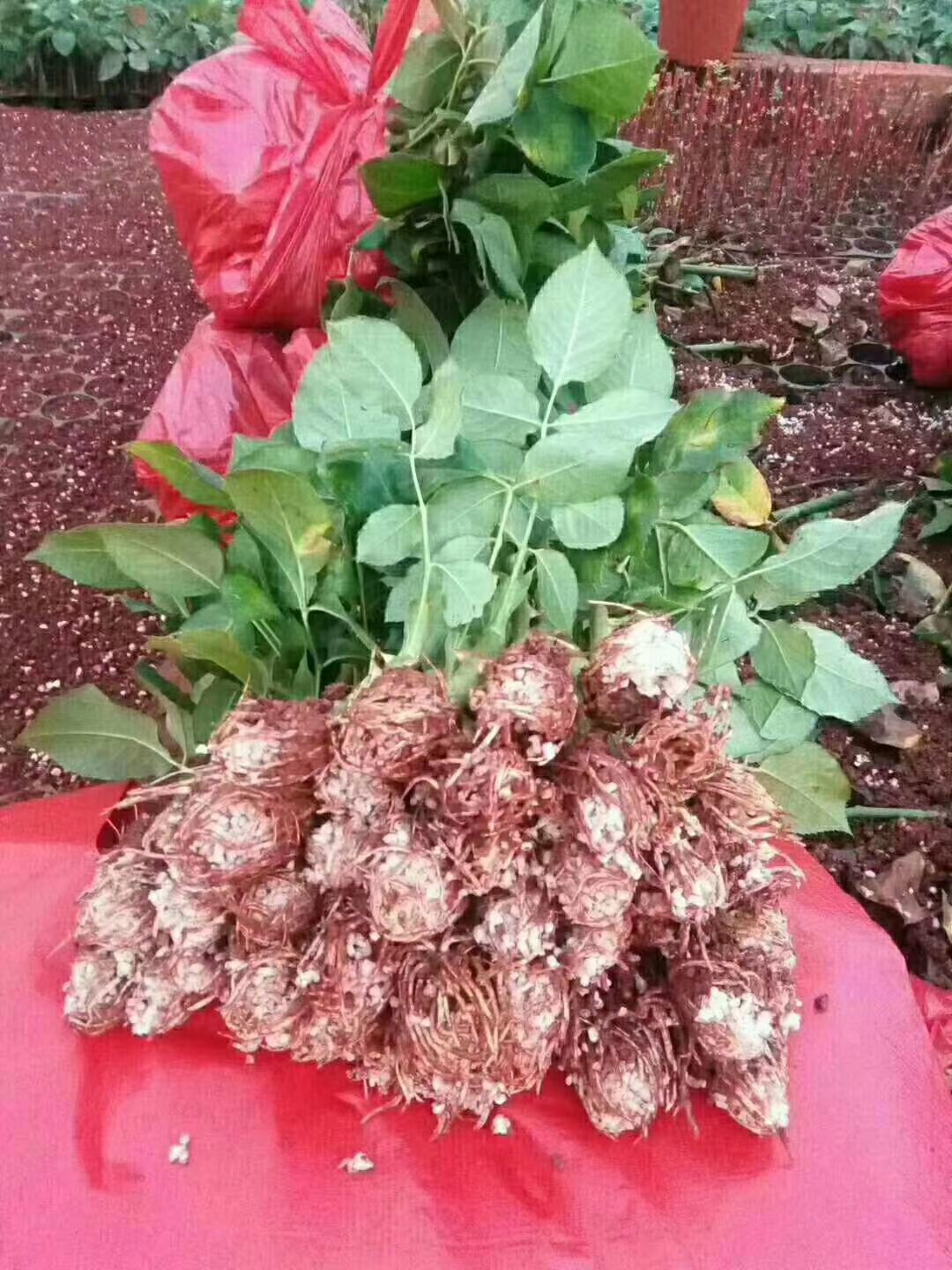 玫瑰苗  蝴蝶，花型非常漂亮，成活率高，