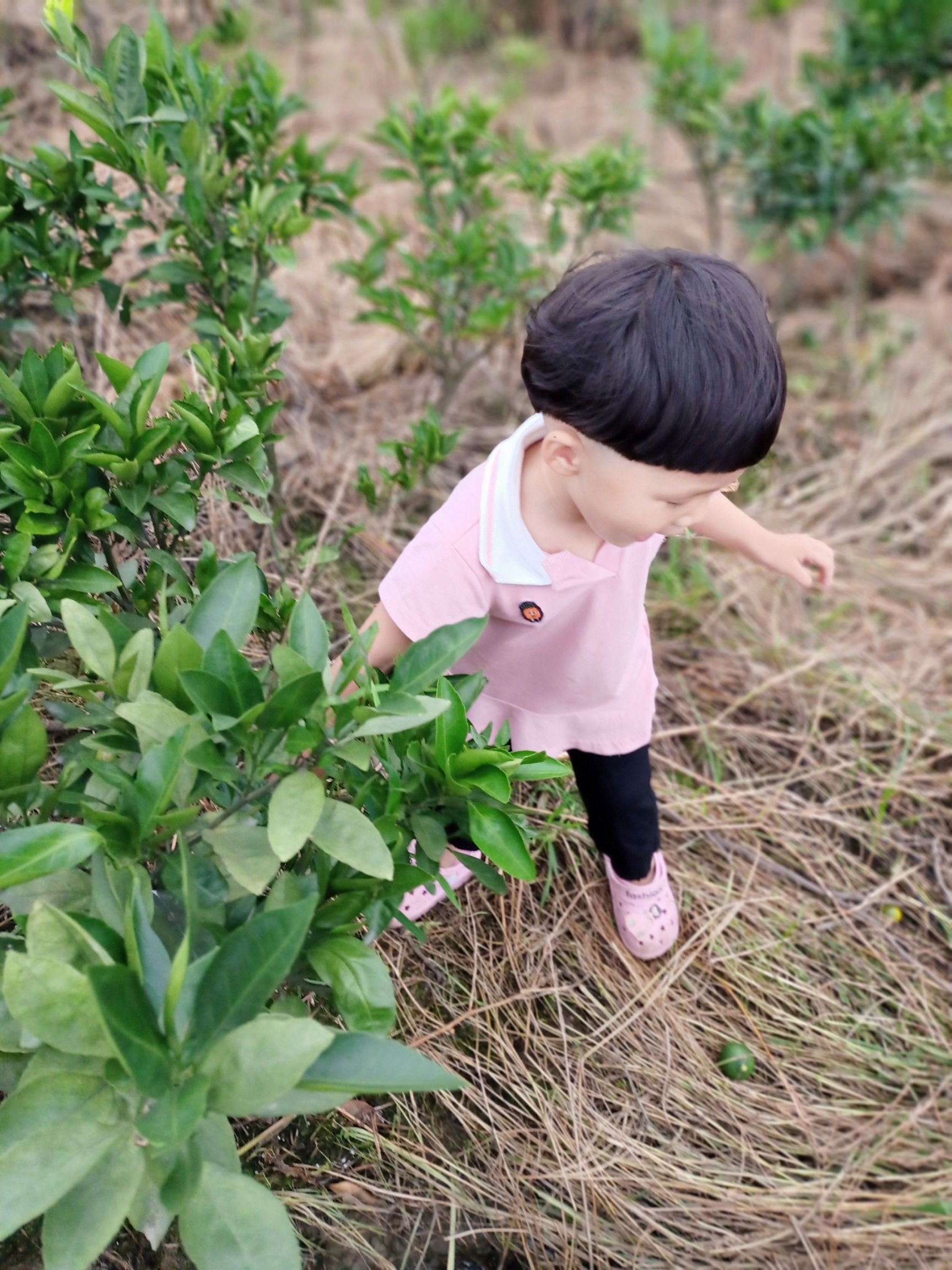 特早熟由良蜜桔苗 