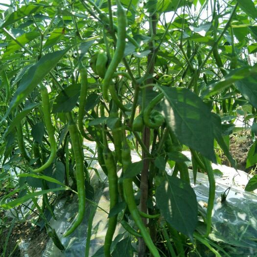 隆回县长椒  瑶山哥辣椒