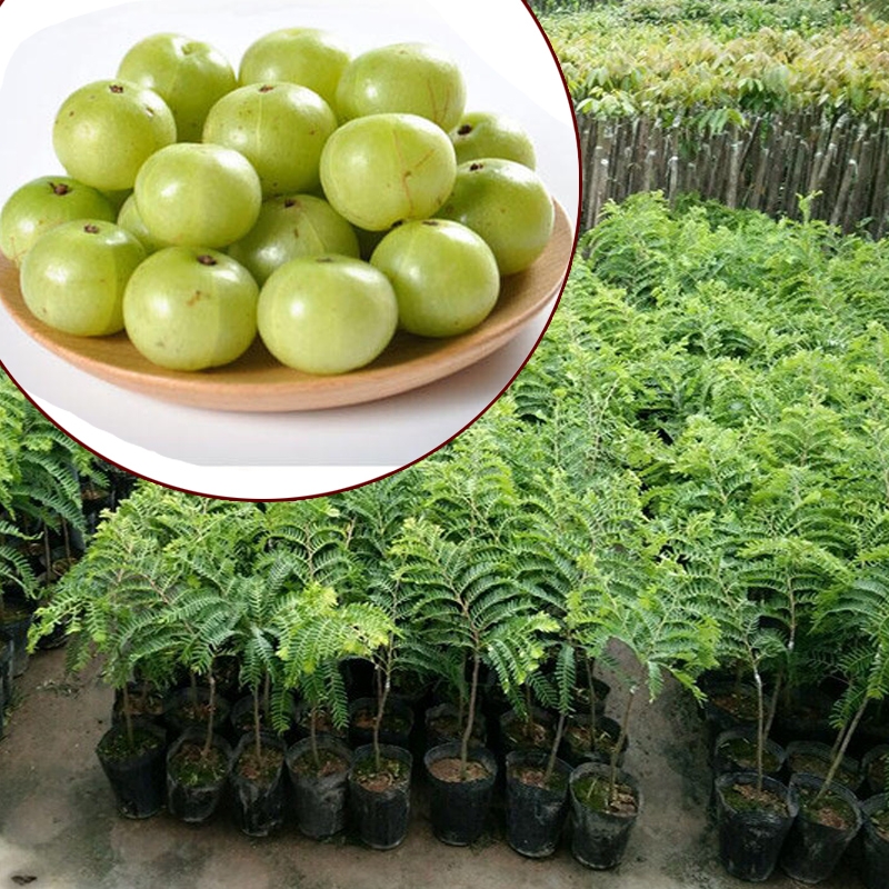 余甘果苗  新品种特大甜油甘果苗 水果树苗 余甘子四季二季开花二季结果包