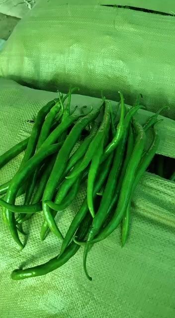 广灵县菜椒 圆椒，尖椒，线椒