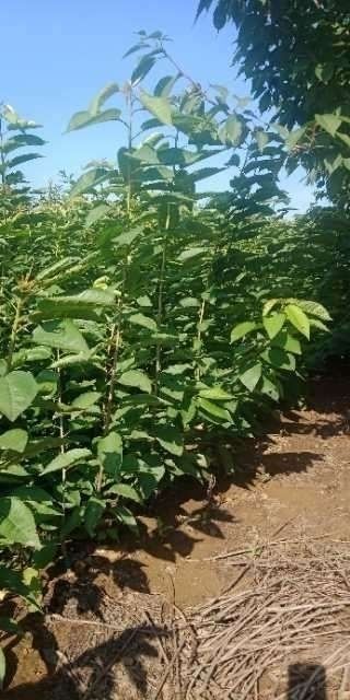 泰安樱桃、樱花、红叶碧桃小苗丶等