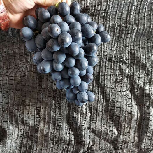 曲靖 摩尔多瓦葡萄，蓝莓葡萄大量上市