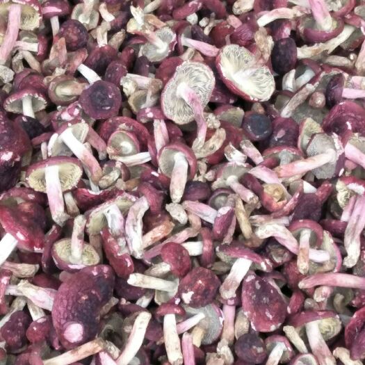 孟连县自家烘烤云南大红菇标菇1斤包邮货真价实