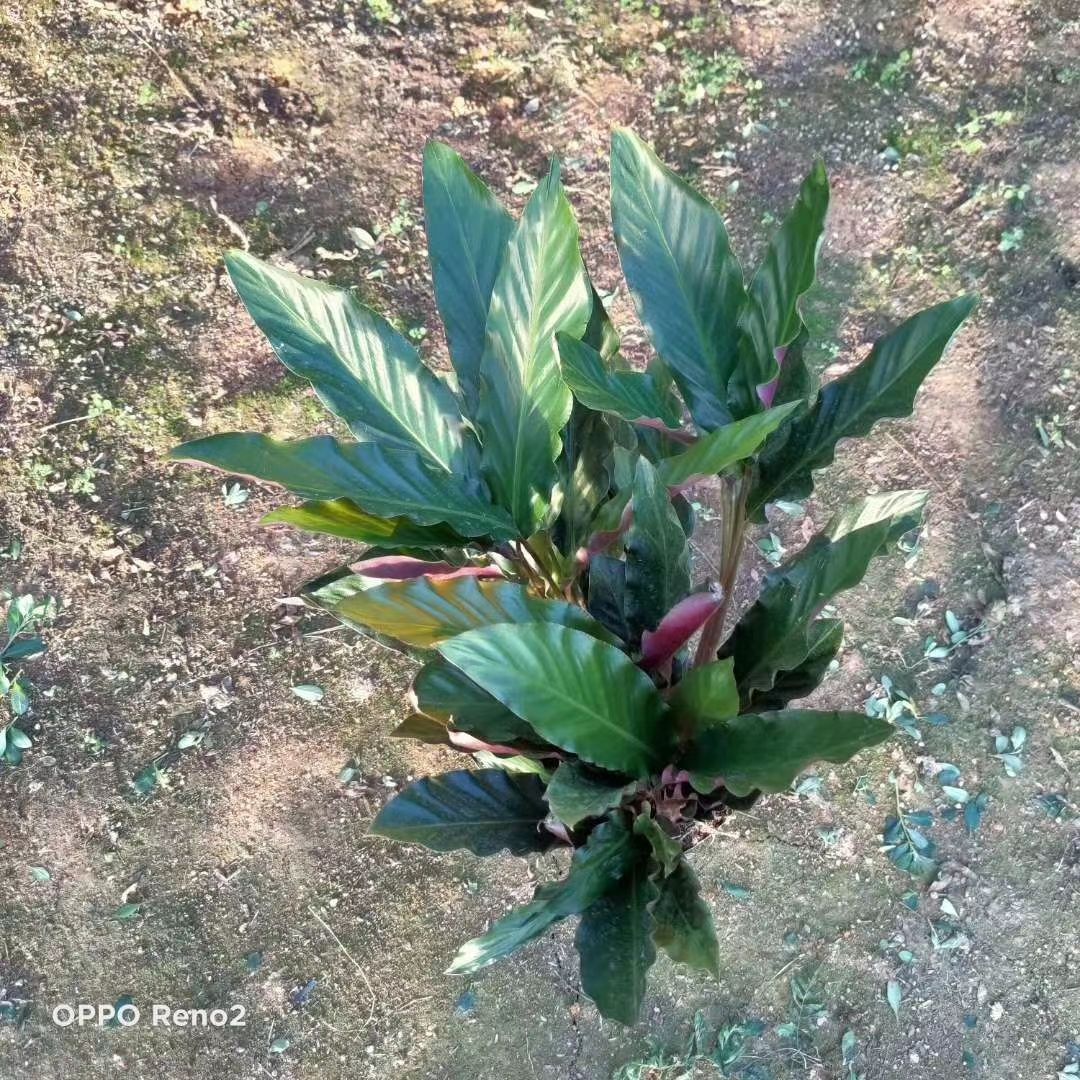 波浪竹芋盆栽  波浪竹芋袋苗多年生草本观叶植物根系发达 净化空气好养活