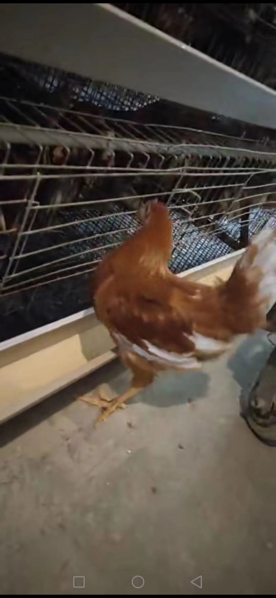 常年饲养出售40-90天优质青年鸡，品种海兰褐，海兰灰，罗