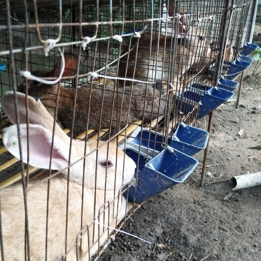绵阳兔肉类  散养兔，自己家粮食喂养