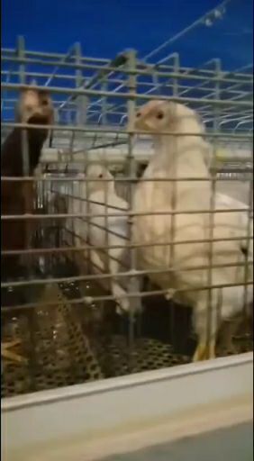  常年饲养出售40-90天优质海兰褐，海兰灰，罗曼青年鸡