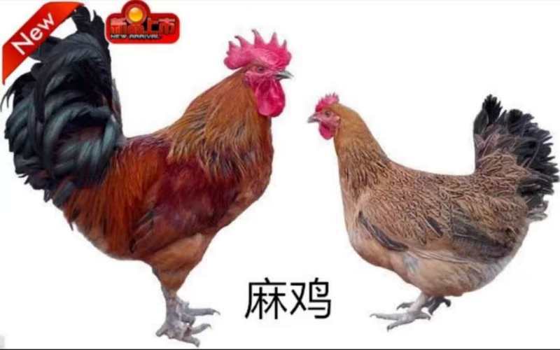 福州青脚麻鸡苗 2月龄青脚麻鸡活鸡 黑脚麻花鸡小母鸡仔鸡活体 下蛋鸡 